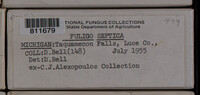 Fuligo septica image